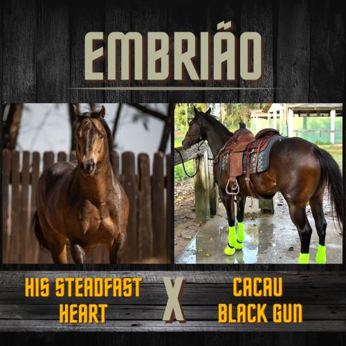 HIS STEADFAST HEART X CACAU BLACK GUN (Embrião a efetivar)