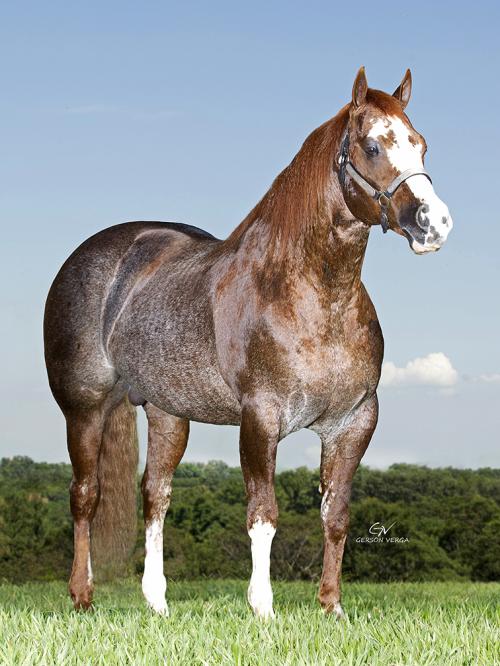 WILD THING DNA (1 Cobertura)