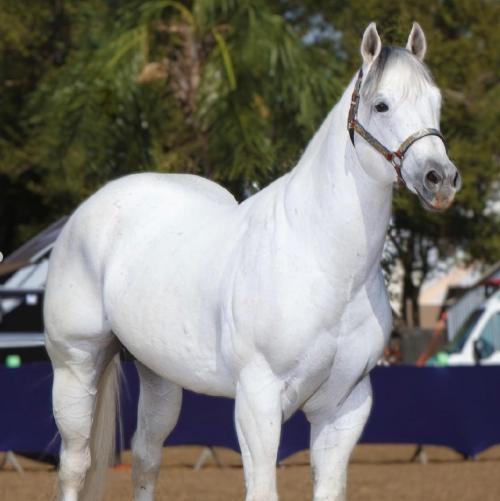 EL LOCO ZORRERO (1 Cobertura)