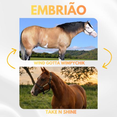 WIND GOTTA WIMPYCHIK X TAKE N SHINE (Embrião a efetivar)
