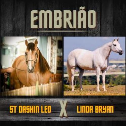 ST DASHIN LEO X LINDA BRYAN (Embrião a efetivar)