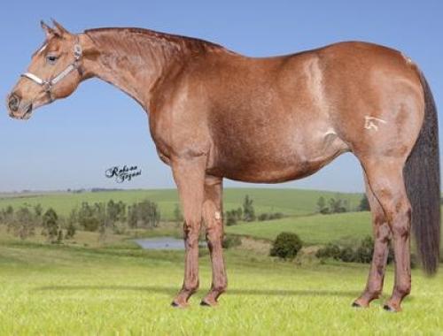 LEEN HICKORY TMR (Ventre)