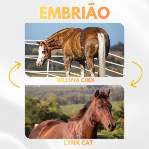 HELLUVA CHEX X LYNX CAT (Embrião a Efetivar)