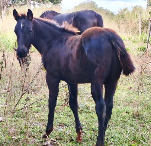 LUCKY BLUEMETAL YM X BETINA STREAK JAY