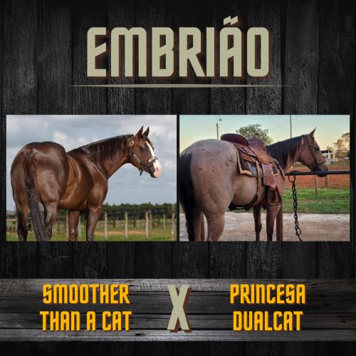 SMOOTHER THAN A CAT X PRINCESA DUALCAT (Embrião Efetivado)