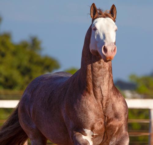 PUSS IN BOOTS TLM (4 Coberturas)