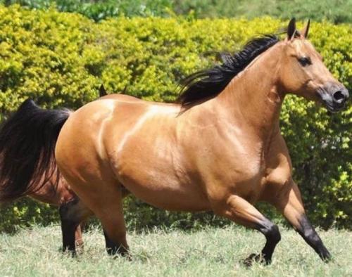 HAVANA STARLIGHT (P+)