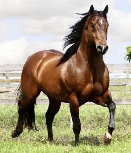 CASTANHO RED (1 Cobertura) 