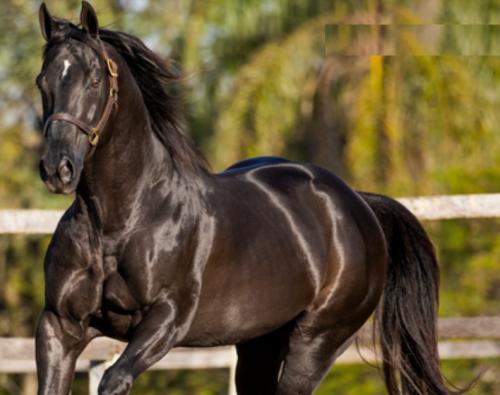 JESS ARISEN MOON (1 Cobertura)