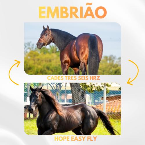 CADES TRES SEIS HRZ X HOPE EASY FLY (Embrião a Efetivar)