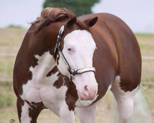 MJ ROOSTERS GUN (1 Cobertura)