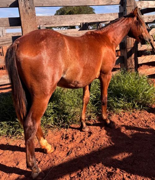 BEST METALLIC DMFR X SPARK BOON 4M