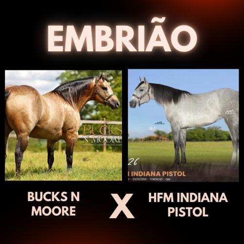 BUCKS N MOORE X HFM INDIANA PISTOL (Embrião Efetivado)