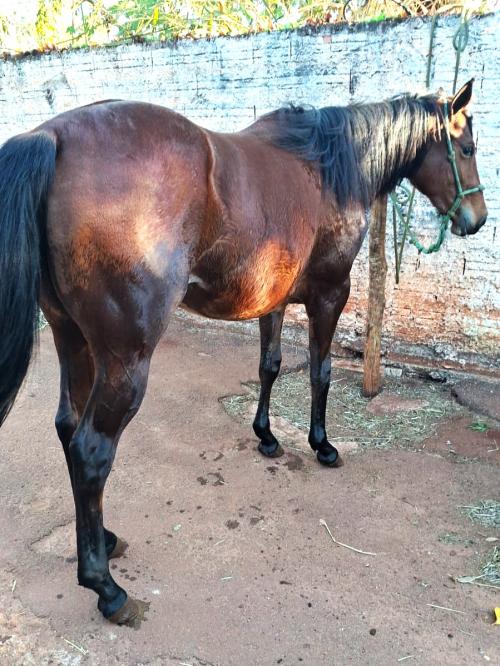 BITELO X SPECIAL SANJO LENA