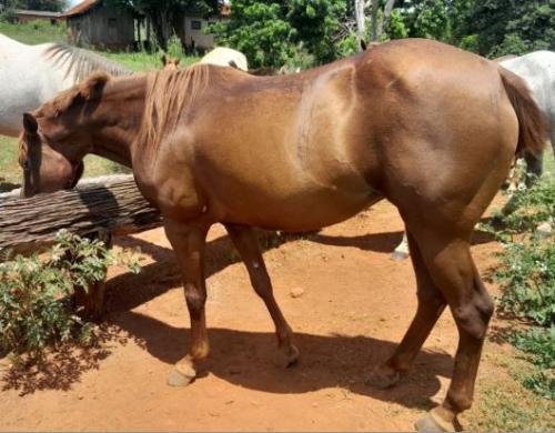 LADY RONALD DASH (P+) 