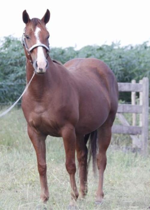 STREAKIN FAME RCH X QUEILA RED FV