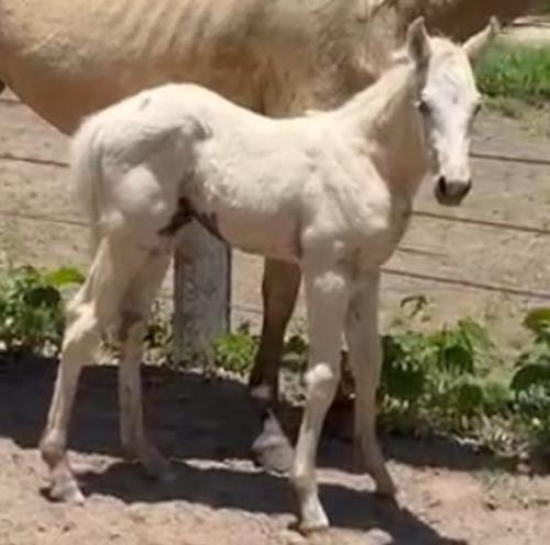 ARISTOCRAT DEE x BERTINA MISTER LIDER