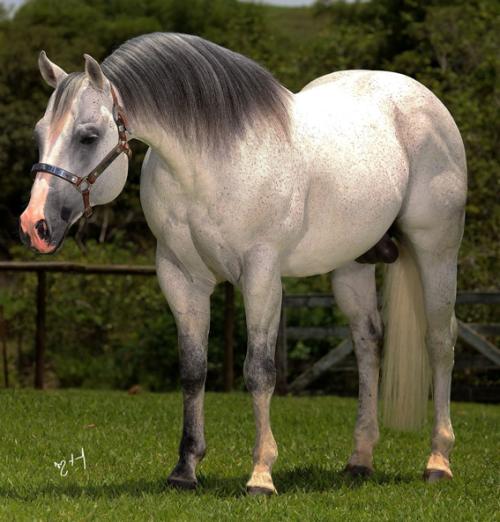 METALLIC BOY (1 Cobertura)