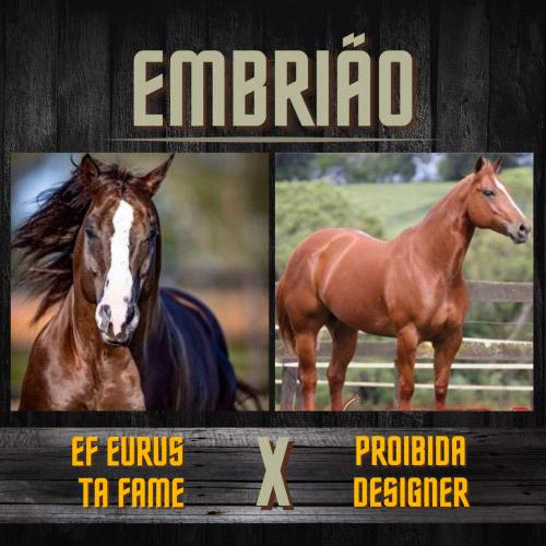 EF EURUS TA FAME X PROIBIDA DESIGNER (Embrião a efetivar)