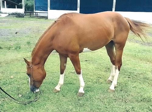 BELLA JAMES GUN (P+)