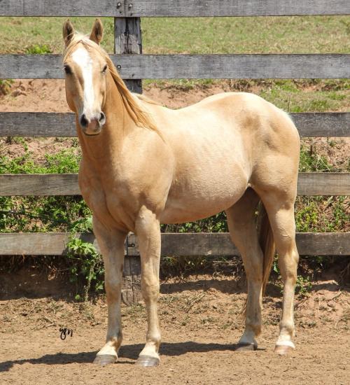 SHINE SKIPPY BOY