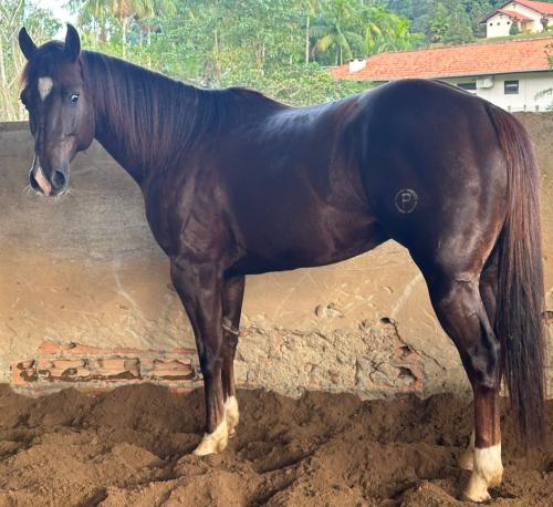 EL GUN DEL RANCHO