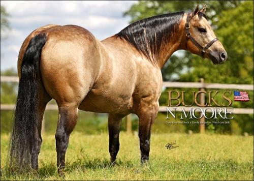 BUCKS N MOORE (S. Congelado)