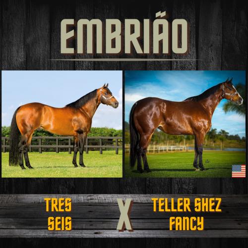 TRES SEIS X TELLER SHEZ FANCY (Embrião a efetivar)