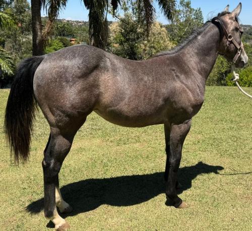 ROYAL DASH TOLL CAR X LEANDRA DOC JAY