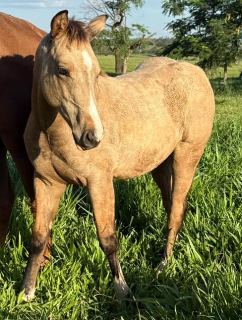 GOTTA GOLD CHAIN x AMERICA BLACK HJR