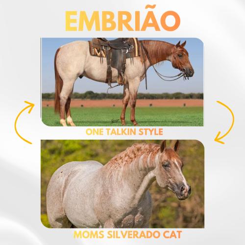 ONE TALKIN STYLE X SMART REY ATCHA (Embrião efetivado)
