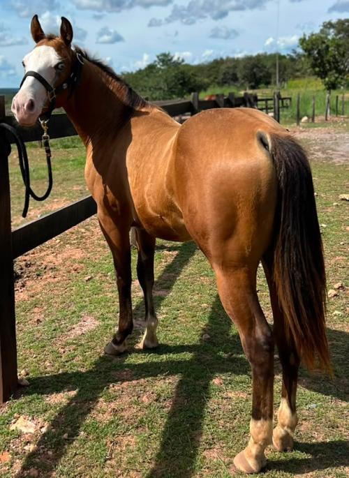 GALLO DE ORO X ANNIE GOTTA WHIZ