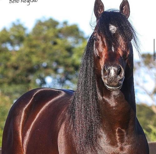 PRIME SIX (1 Cobertura)