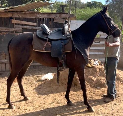 ILP NEGRA FURACÃO (Ventre)