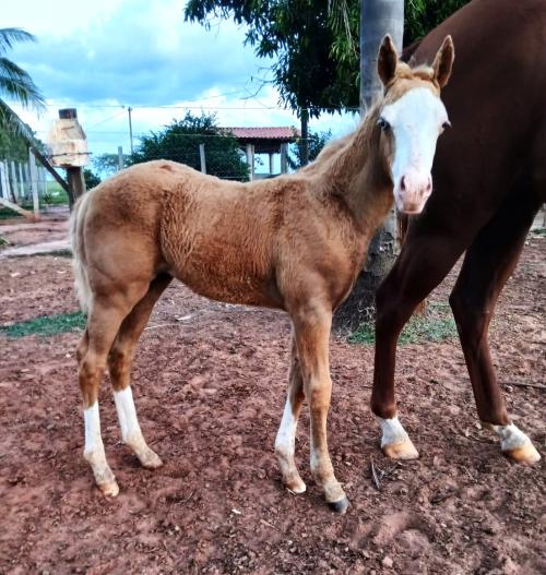 MASKED ROOSTERS GUN X DAKOTA JAY BEE