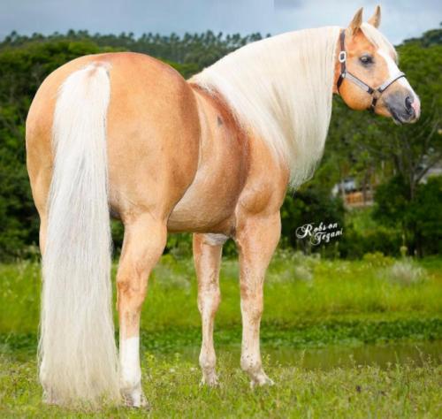 BIG SHINER (1 Cobertura)