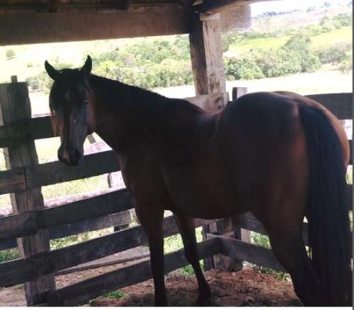 ENIGMA SHADY MACARIO