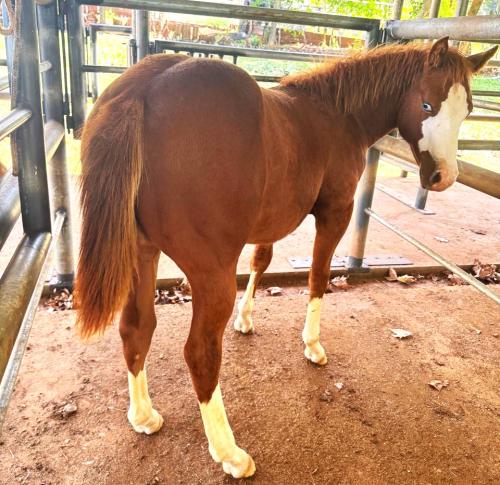 BRAVE GUNNER MOON X CODY HEAVENS