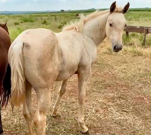 MR FRITZ WOOD X HY RITA LENA TMR