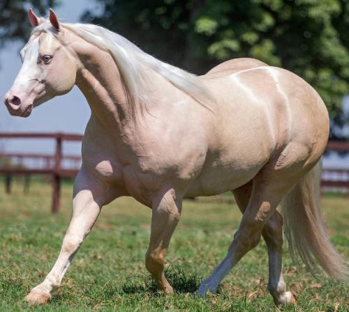 BIG CHEX (1 Cobertura)