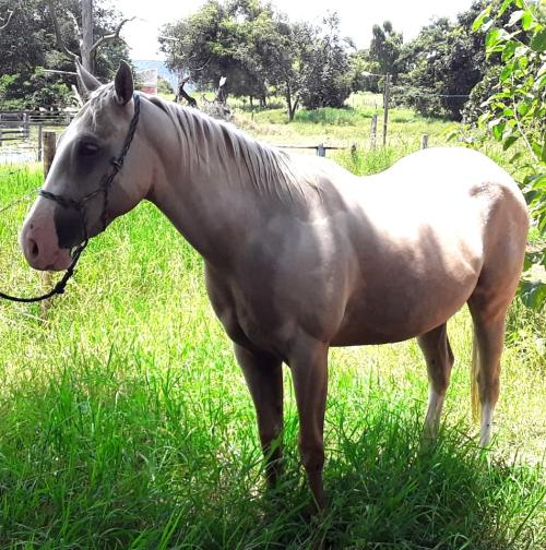 MR ZORRO CASH x ESMERALDA 2022