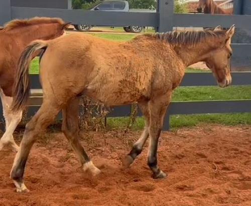 COMANCHE WHIZ RLT X JAE BAY CAT