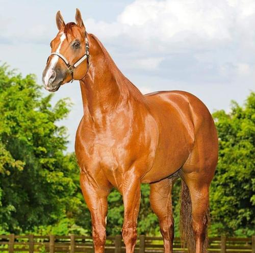 GOLD MEDAL JESS (4 Coberturas) 