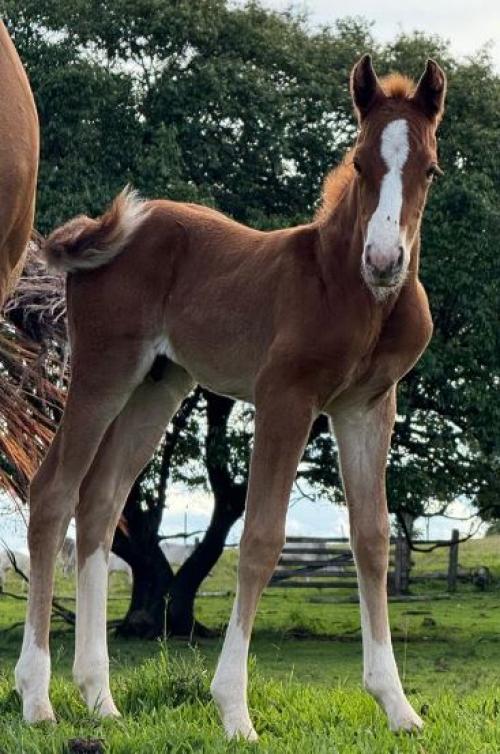 PLAY RED GUN GMW X CORONA ZORRA GAMAY