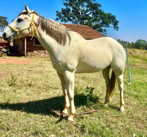 HEAVENLY CORONA (Ventre)