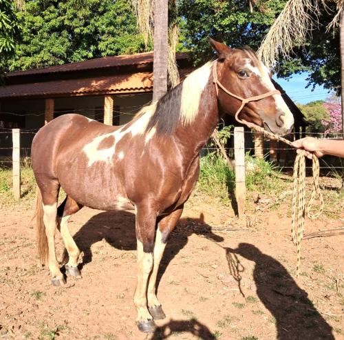 KHRYSTAL DOCTOR BARS (P+)