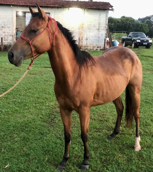 SOLANO HICKORY X PAMELA WHIZ