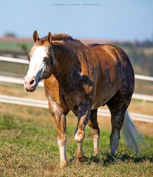 HELLUVA CHEX (S. Congelado)