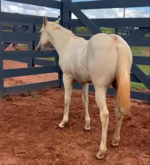 SHINERS LENA CHEX X BIG LIGHT DEL RANCHO