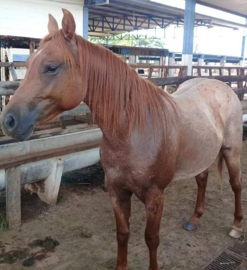 THOR N MORE (1 Cobertura)